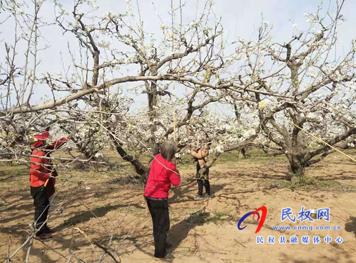 野崗鎮(zhèn):萬(wàn)畝梨園花正盛 賞花授粉正當(dāng)時(shí) 野崗鎮(zhèn):萬(wàn)畝梨園花正盛 賞花授粉正當(dāng)時(shí)