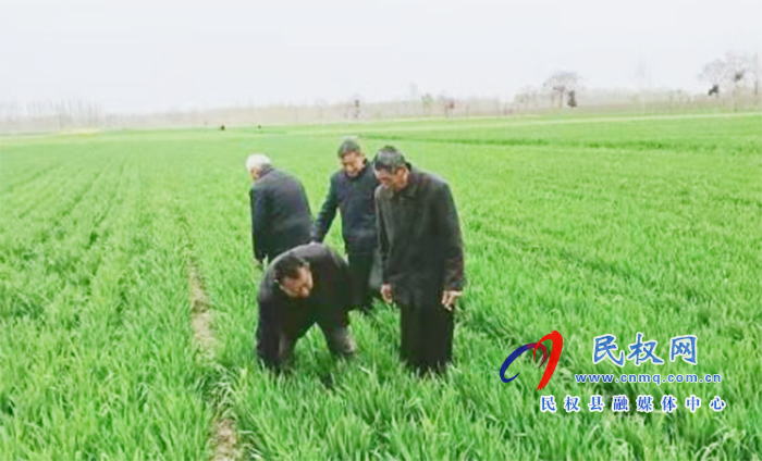 野崗鎮(zhèn)：要想小麥?zhǔn)粘珊?，預(yù)防條銹赤霉少不了