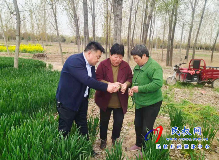 野崗鎮(zhèn)：要想小麥?zhǔn)粘珊?，預(yù)防條銹赤霉少不了