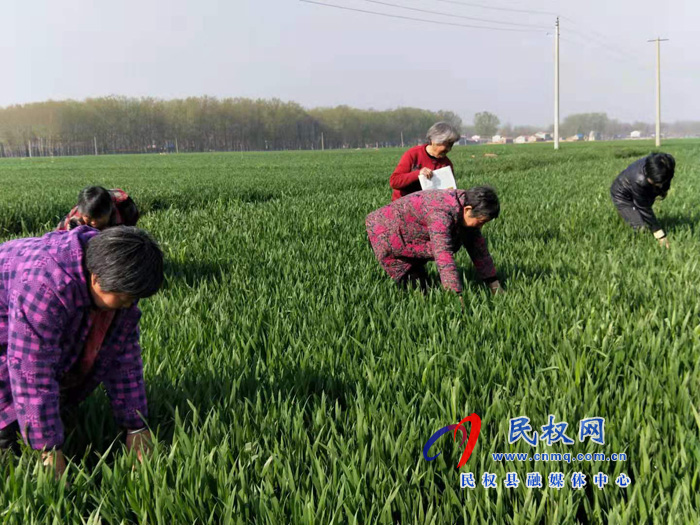 王橋鎮(zhèn)“三加強(qiáng)”抓好小麥病蟲害防控 王橋鎮(zhèn)“三加強(qiáng)”抓好小麥病蟲害防控