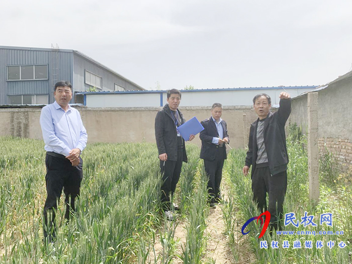 民權(quán)12345：違建擋陽(yáng)光導(dǎo)致小麥死亡 ？真相竟是...