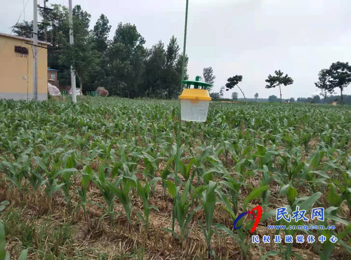 王莊寨鎮(zhèn)“四強化”扎實開展秋作物田間管理 王莊寨鎮(zhèn)“四強化”扎實開展秋作物田間管理
