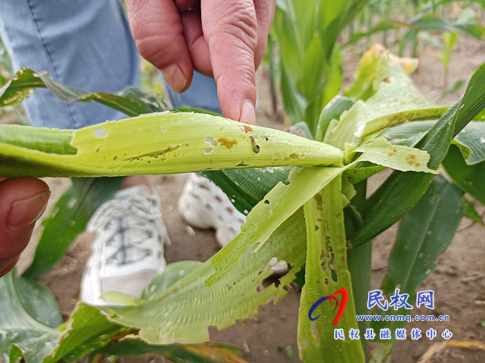 草地貪夜蛾入侵 我縣農(nóng)業(yè)部門緊急行動(dòng)組織防控?? 草地貪夜蛾入侵 我縣農(nóng)業(yè)部門緊急行動(dòng)組織防控??
