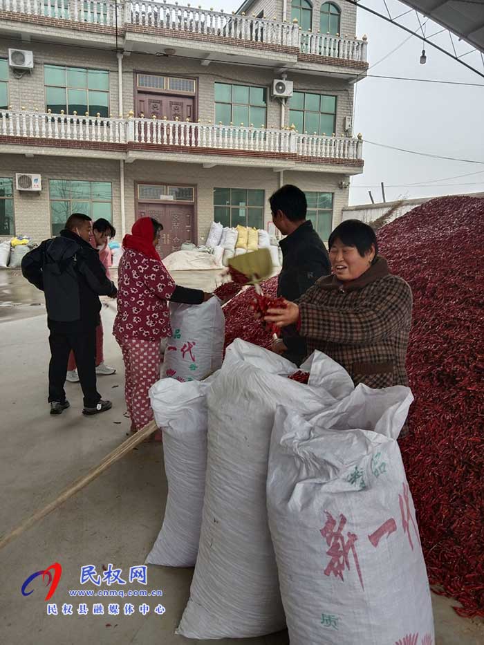 民權縣龍?zhí)伶?zhèn)王玉環(huán)村小辣椒特色種植喜獲豐收