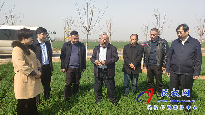 省農(nóng)業(yè)農(nóng)村廳黨組成員、副廳長王俊忠到民調(diào)研春季麥田管理工作