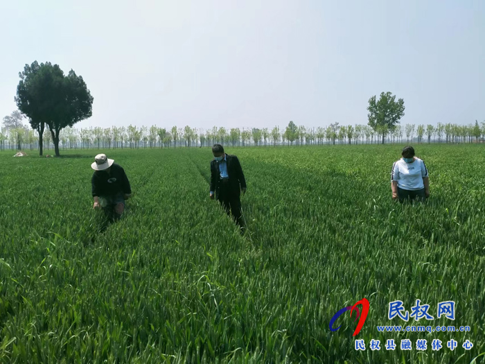 縣農(nóng)業(yè)農(nóng)村局植保站到伯黨鄉(xiāng)調研小麥條銹病防治工作