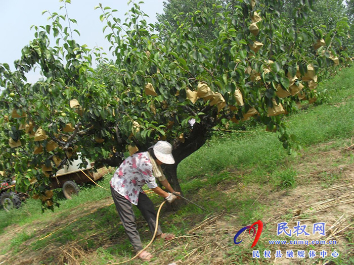 園藝站：重視果園夏管，組織技術(shù)人員進(jìn)園入戶(hù)進(jìn)行指導(dǎo)