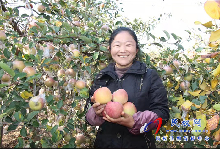 民權縣褚廟鄉(xiāng)：蘋果紅了 村民笑了 生活富了