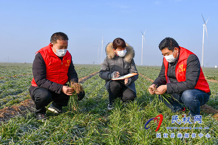 民權(quán)縣人和鎮(zhèn)：加強(qiáng)冬季麥田管理，確保小麥安全越冬