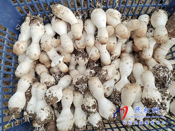 小菌菇 大能量——林下種植菌菇，助推鄉(xiāng)村振興