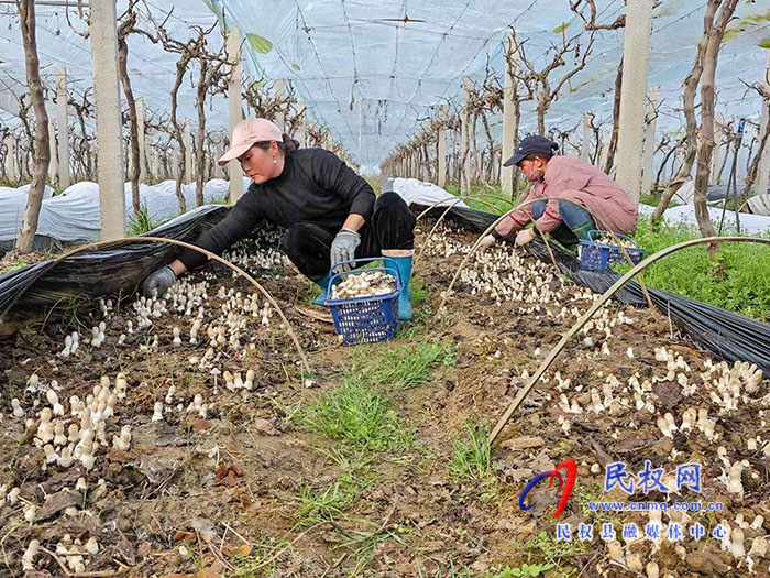 小菌菇 大能量——林下種植菌菇，助推鄉(xiāng)村振興