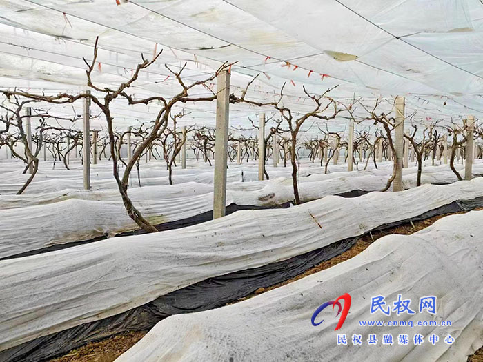 小菌菇 大能量——林下種植菌菇，助推鄉(xiāng)村振興