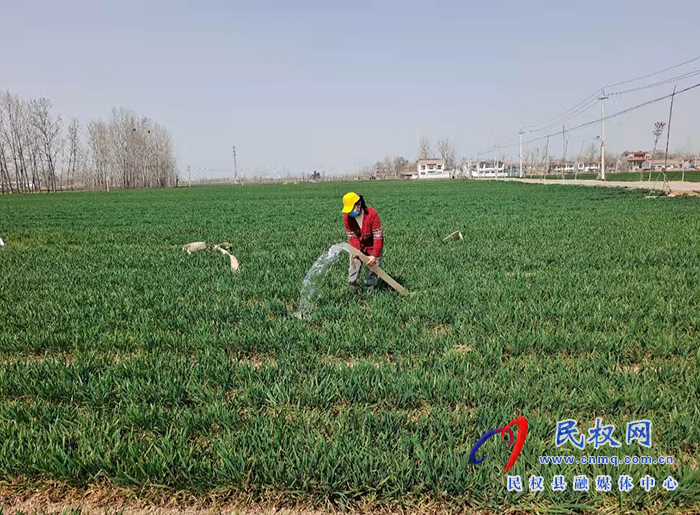 龍?zhí)伶?zhèn)八萬(wàn)余畝小麥陸續(xù)春灌