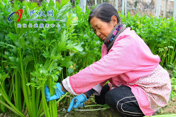 河南民權(quán)：大棚經(jīng)濟(jì)賦能鄉(xiāng)村振興新活力