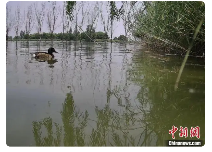 黃河故道“鳥(niǎo)中大熊貓”青頭潛鴨繁殖數(shù)量創(chuàng)新高